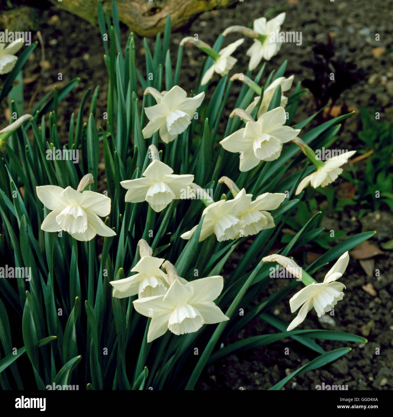 Narcissus - `Stainless'   BUL045884 Stock Photo